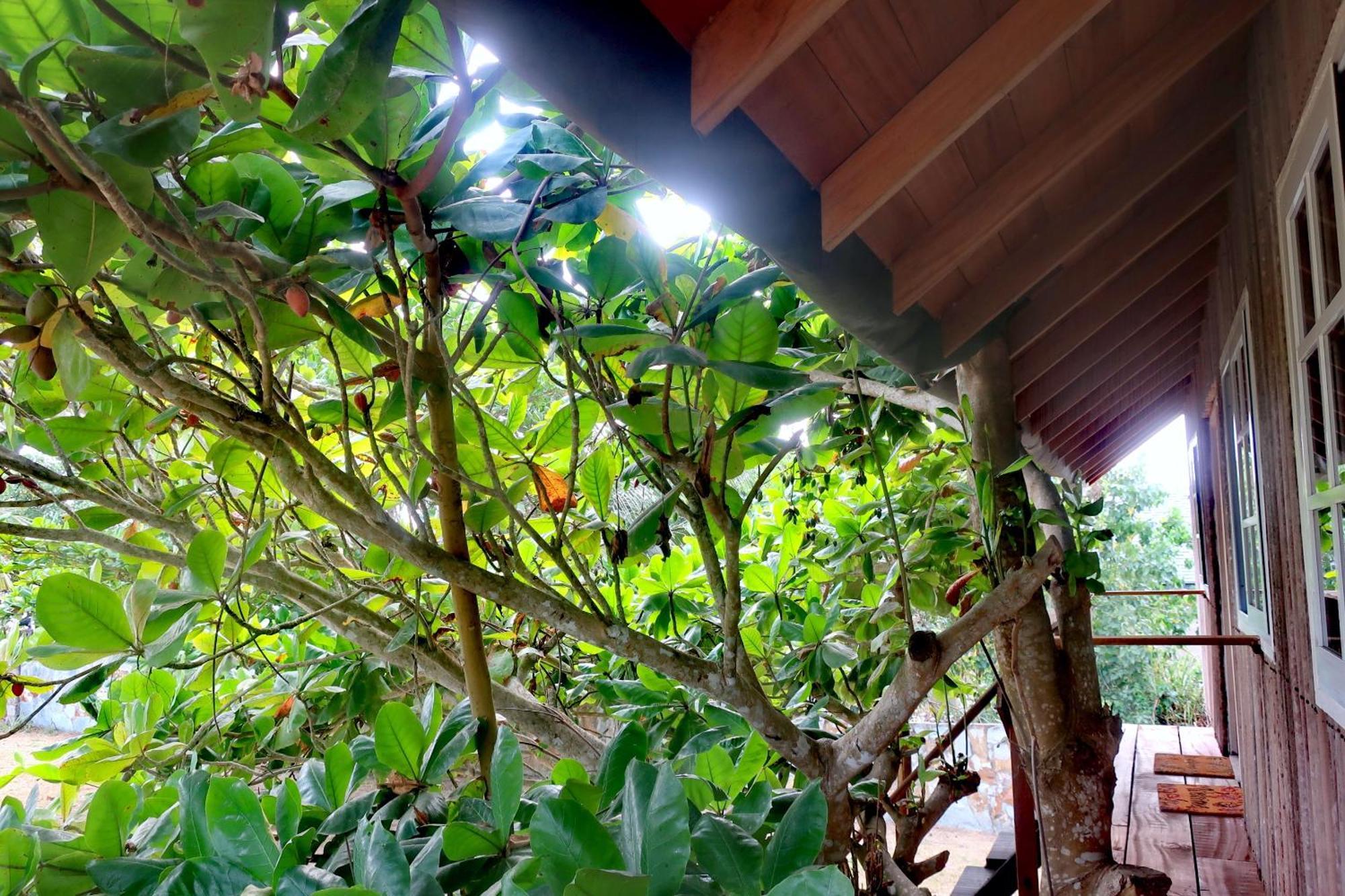 Afro Beach Eco Resort Butre Zimmer foto